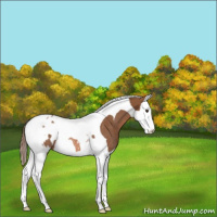 Horse Color:Chestnut Splash Tobiano Appaloosa Rabicano 