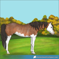Horse Color:Bay Splash Rabicano 