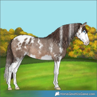 Horse Color:Brown Dun Sabino Splash Appaloosa Rabicano 