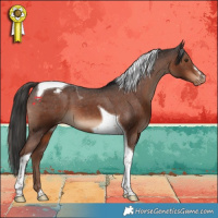 Horse Color:Liver Chestnut Sabino Tobiano Appaloosa