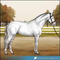 Horse Color:Gray Liver Chestnut  and Gray White Spotted Liver Chestnut 
