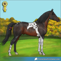 Horse Color:Brown Tobiano 