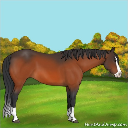 Horse Color:Bay Splash 