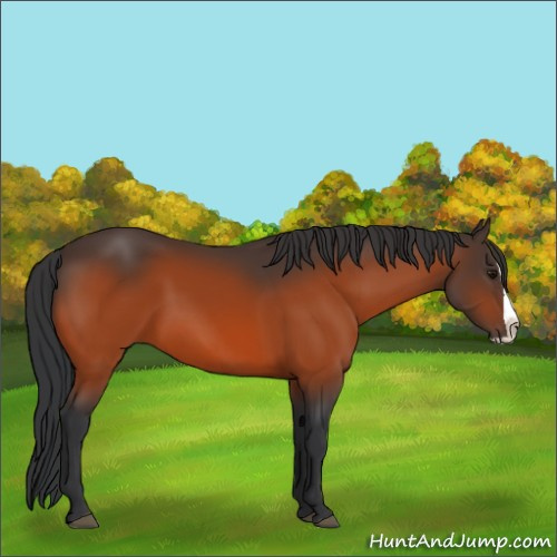 Horse Color:Bay Splash 