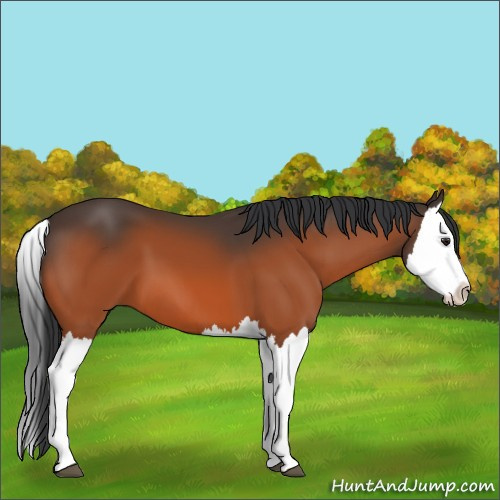 Horse Color:Brown Splash 
