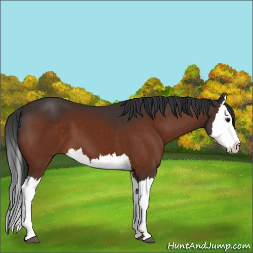 Horse Color:Bay Splash 