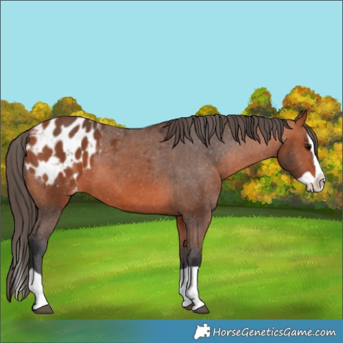 Horse Color:Bay Splash Appaloosa 
