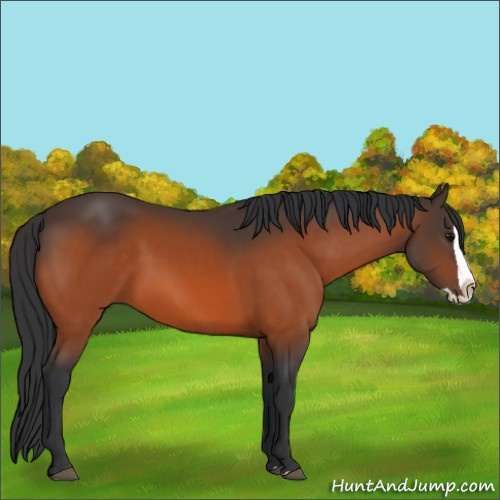 Horse Color:Bay Splash 