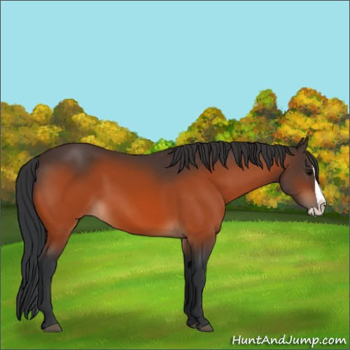 Horse Color:Bay Splash 