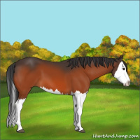Horse Color:Bay Splash 