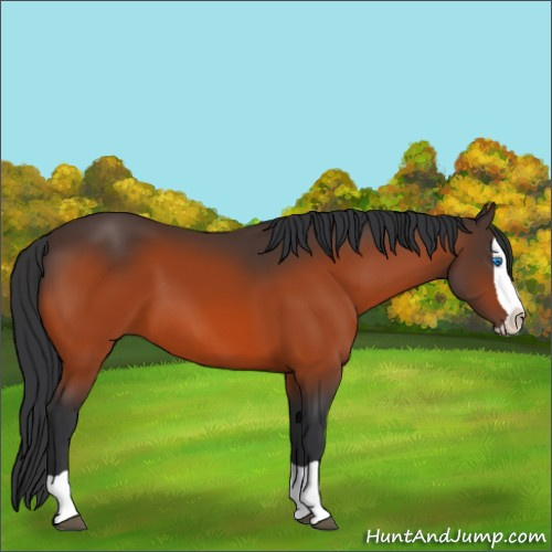 Horse Color:Brown Splash 