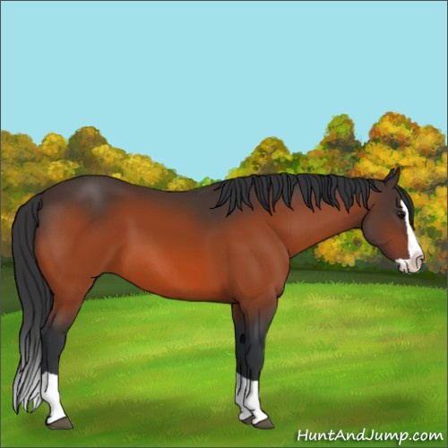 Horse Color:Bay Splash 