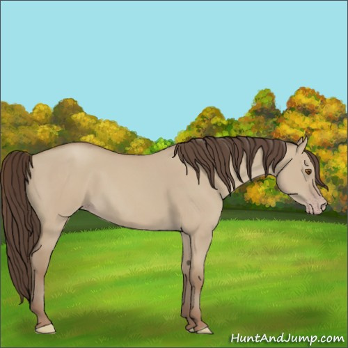 Horse Color:Classic Champagne Dun 