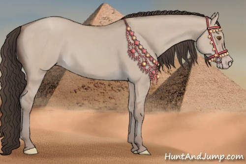 Horse Color:Classic Champagne Dun 