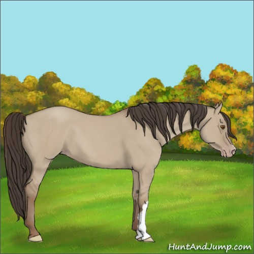Horse Color:Classic Champagne Dun 