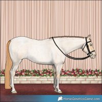 Horse Color:Buckskin Roan Pearl 