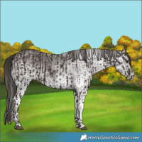 Horse Color:Liver Chestnut  and White Spotted Liver Chestnut 