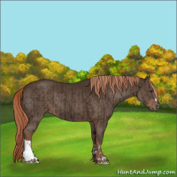 Horse Color:Liver Chestnut  and Liver Chestnut 