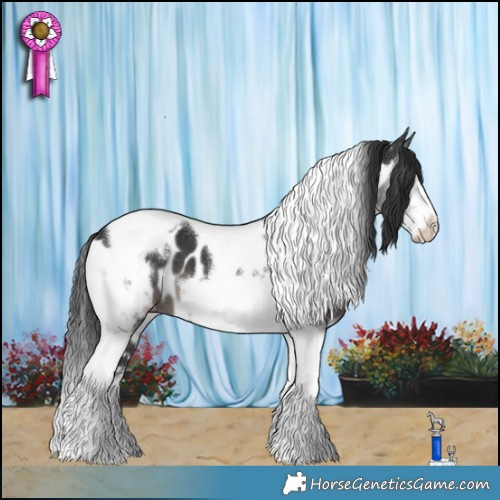 Horse Color:Black Tobiano Frame Appaloosa 