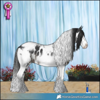 Horse Color:Black Tobiano Frame Appaloosa 