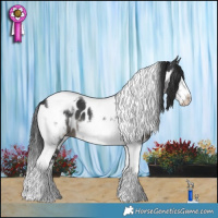 Horse Color:Black Tobiano Frame Appaloosa