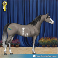Horse Color:Grullo Sabino Splash Rabicano 