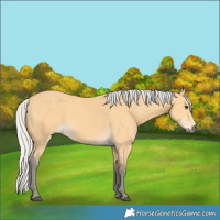Horse Color:Silver Buckskin 