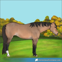 Horse Color:Bay Dun