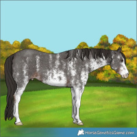 Horse Color:White Spotted Liver Chestnut 