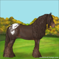 Horse Color:Liver Chestnut Appaloosa 