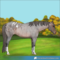 Horse Color:Brown Roan Appaloosa Rabicano 