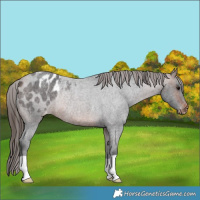 Horse Color:Brown Roan Varnish Rabicano 