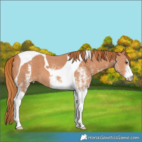 Horse Color:White Spotted Chestnut Tobiano 