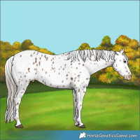 Horse Color:Liver Red Dun Appaloosa Rabicano 