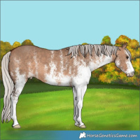 Horse Color:White Spotted Silver Brown Dun 