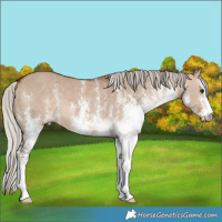 Horse Color:White Spotted Silver Brown Dun 