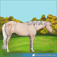 Horse Color:Silver Amber Champagne Varnish 