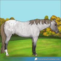 Horse Color:Smoky Grullo Roan Appaloosa 