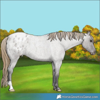 Horse Color:Smoky Grullo Roan Appaloosa 