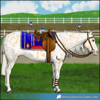 Horse Color:Palomino Dun Appaloosa 