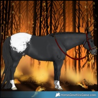 Horse Color:Black Appaloosa