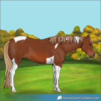 Horse Color:Chestnut Tobiano 