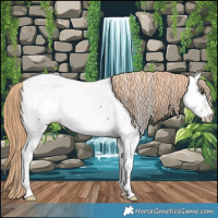 Horse Color:Chestnut Appaloosa 