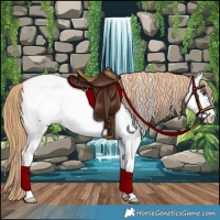 Horse Color:Chestnut Appaloosa 