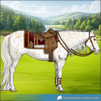Horse Color:Palomino Near Leopard 
