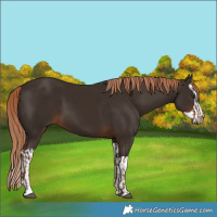 Horse Color:Liver Chestnut  and Liver Chestnut Splash