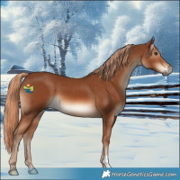 Horse Color:Chestnut 