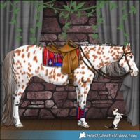 Horse Color:Bay Leopard 