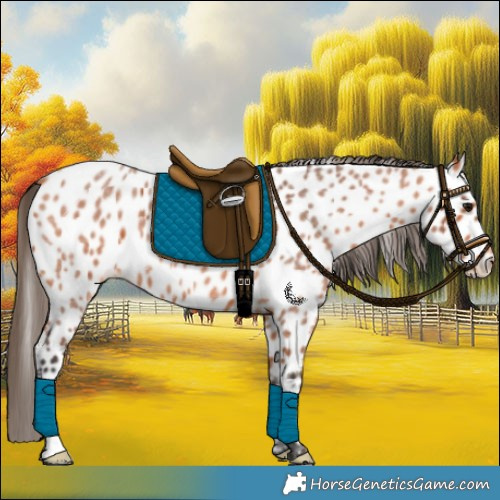 Horse Color:Bay Roan Appaloosa