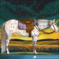 Horse Color:Bay Dun Appaloosa 